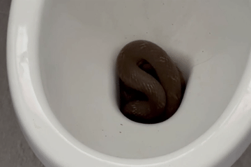 Rợn người phát hiện rắn quằn quại bên trong bồn cầu nhà vệ sinh