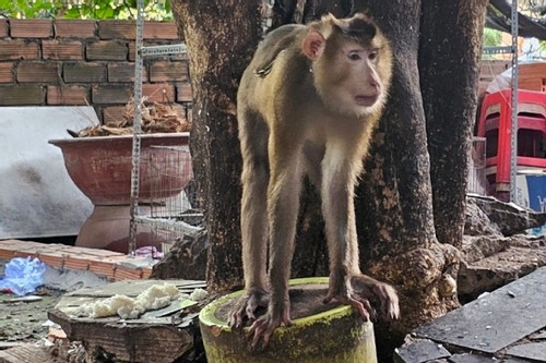Truy tìm khỉ đuôi lợn tấn công người dân ở TP.HCM
