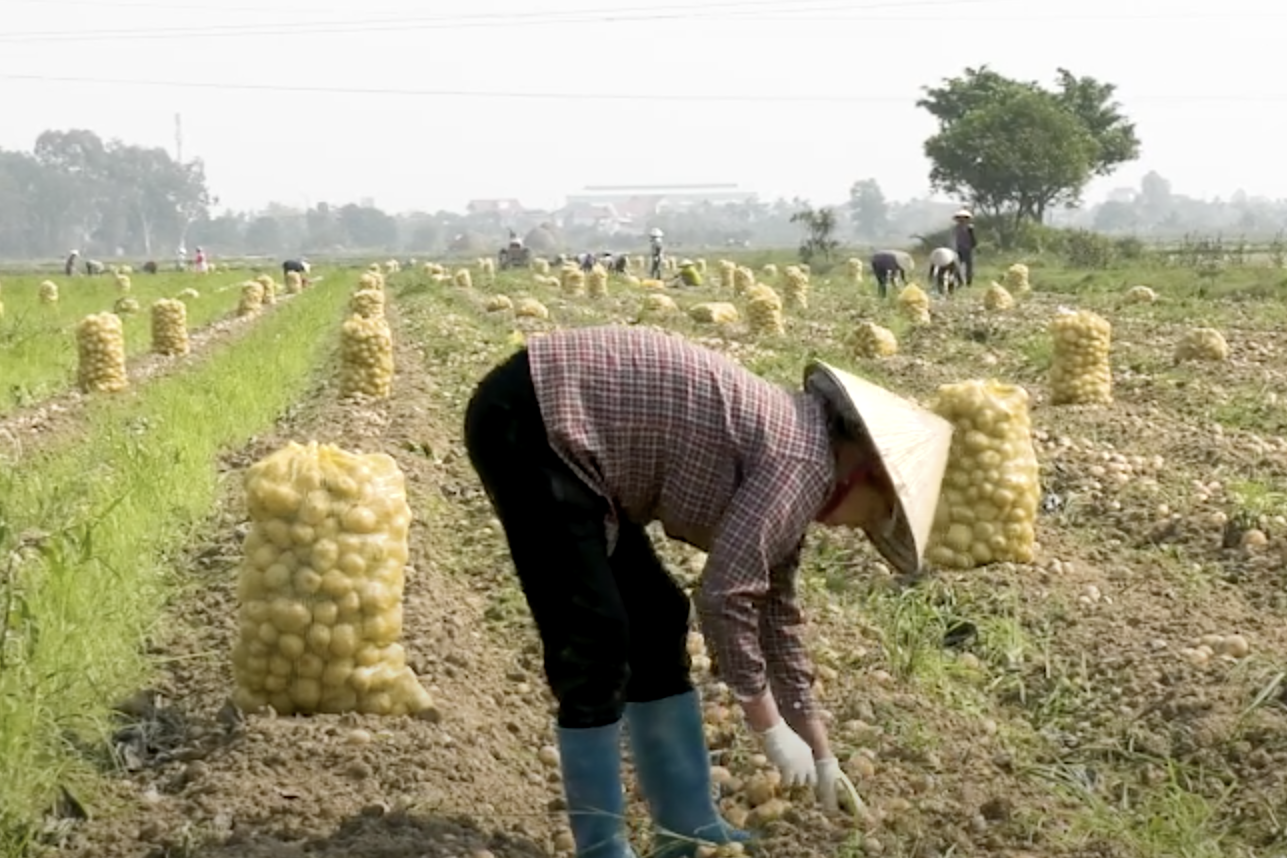 Xây dựng vùng nguyên liệu hàng hóa tập trung vùng dân tộc thiểu số