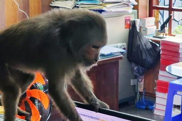 Đàn khỉ quấy phá nhà dân ở TP Tuy Hòa