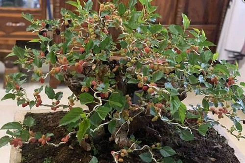 Độc đáo bonsai dâu tằm dáng lạ giá tới hàng chục triệu đồng
