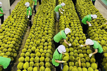 Huge potential for VN fruit and vegetable exports