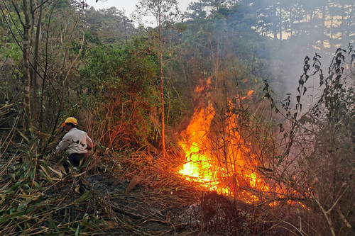 Cháy rừng thông trong khu du lịch hồ Tuyền Lâm ở Đà Lạt