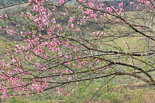 Đào rừng nở rộ nhuộm hồng núi Lảo Thẩn, du khách tìm về thoả nhung nhớ mùa xuân
