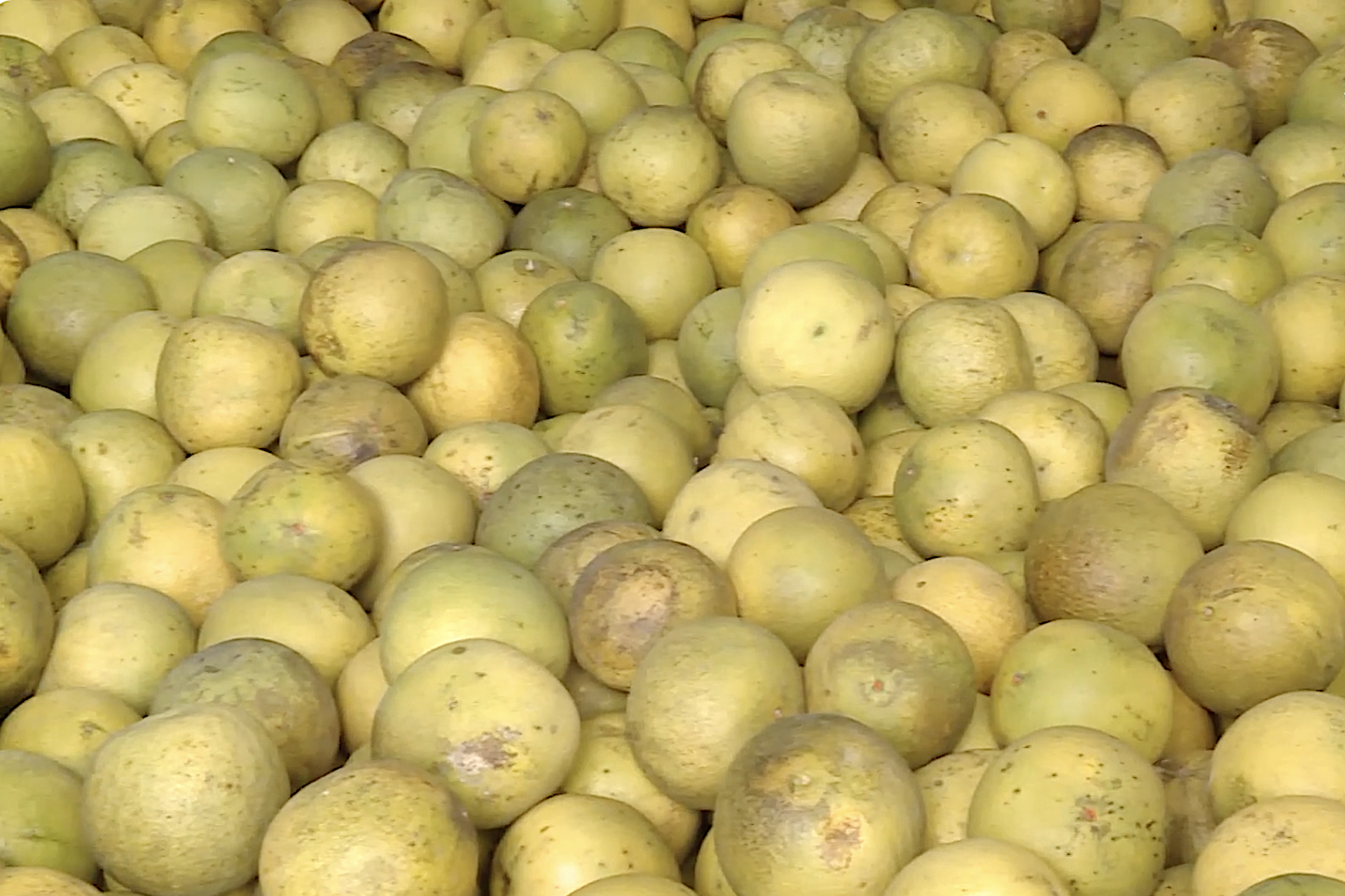 Hà Nội công bố chỉ dẫn địa lý “La Tinh Hoài Đức” cho sản phẩm bưởi đường