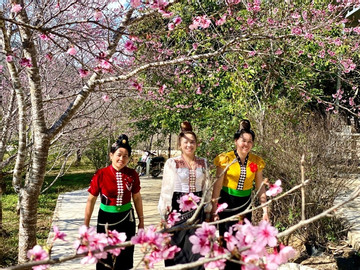 The story of Pa Khoang Lake’s cherry blossom
