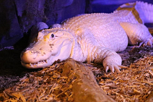Cá sấu bạch tạng 36 tuổi phải mổ cấp cứu vì nuốt đầy một bụng tiền xu