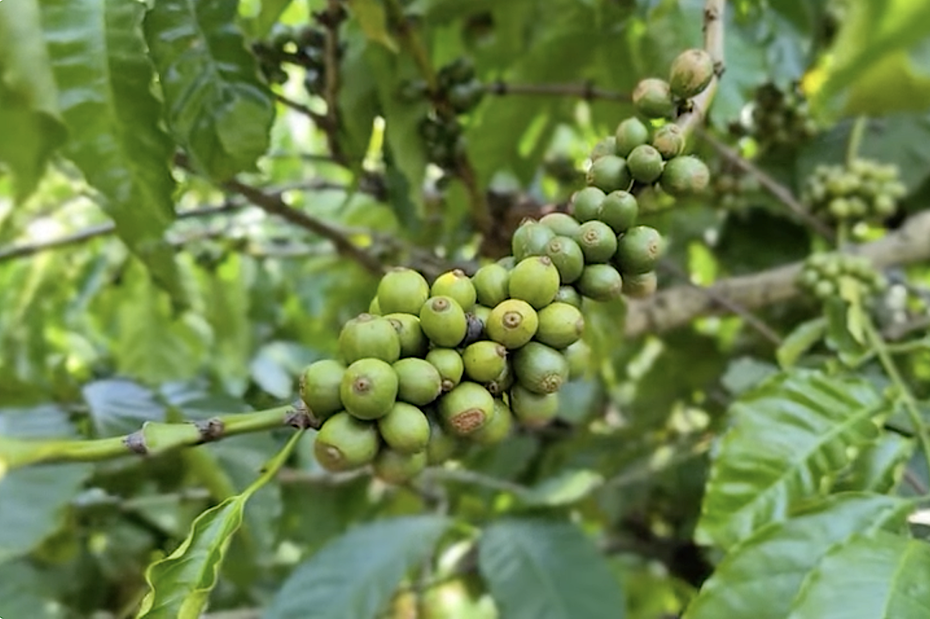 Thống nhất cơ sở dữ liệu quốc gia về trồng trọt