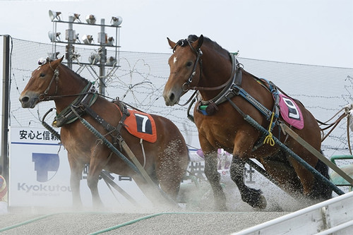 Cuộc đua ngựa kỳ thú, với tốc độ chậm chưa từng thấy trên thế giới