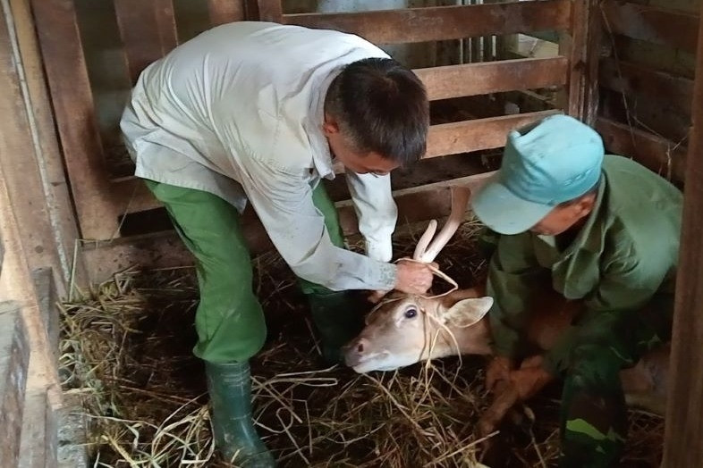 Người nuôi lo nhung hươu rớt giá, ế ẩm, cán bộ huyện nói do tâm lý, tin đồn