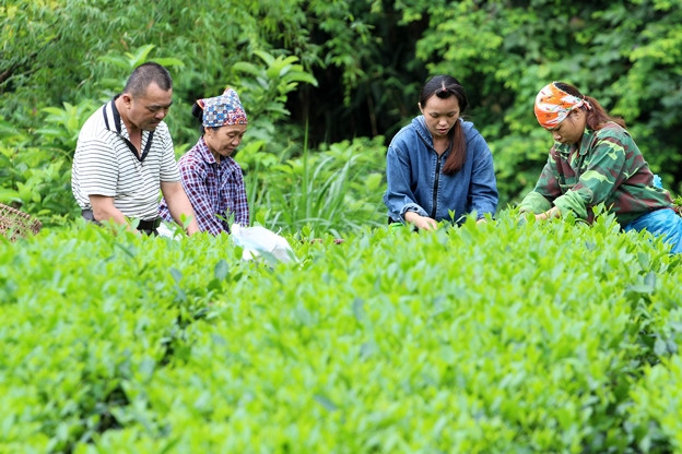Phụ nữ dân tộc thiểu số Lào Cai chắp cánh thương hiệu nông sản địa phương
