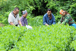 Phụ nữ dân tộc thiểu số Lào Cai chắp cánh thương hiệu nông sản địa phương