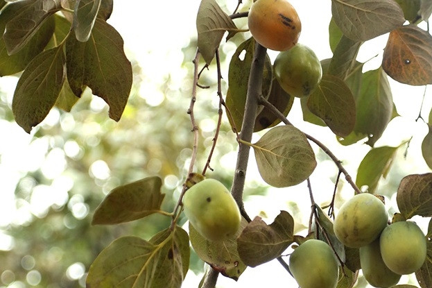 Phú Thọ đẩy mạnh truy xuất nguồn gốc nông sản, tạo niềm tin với người tiêu dùng