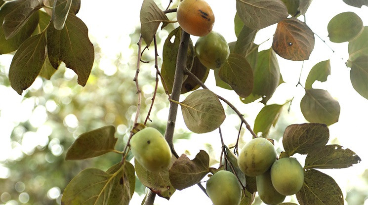 quyen loi nguoi tieu dung b36a.jpg