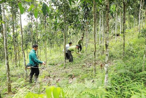 Large-timber forest area to be expanded to 1 million ha by 2030 hinh anh 1