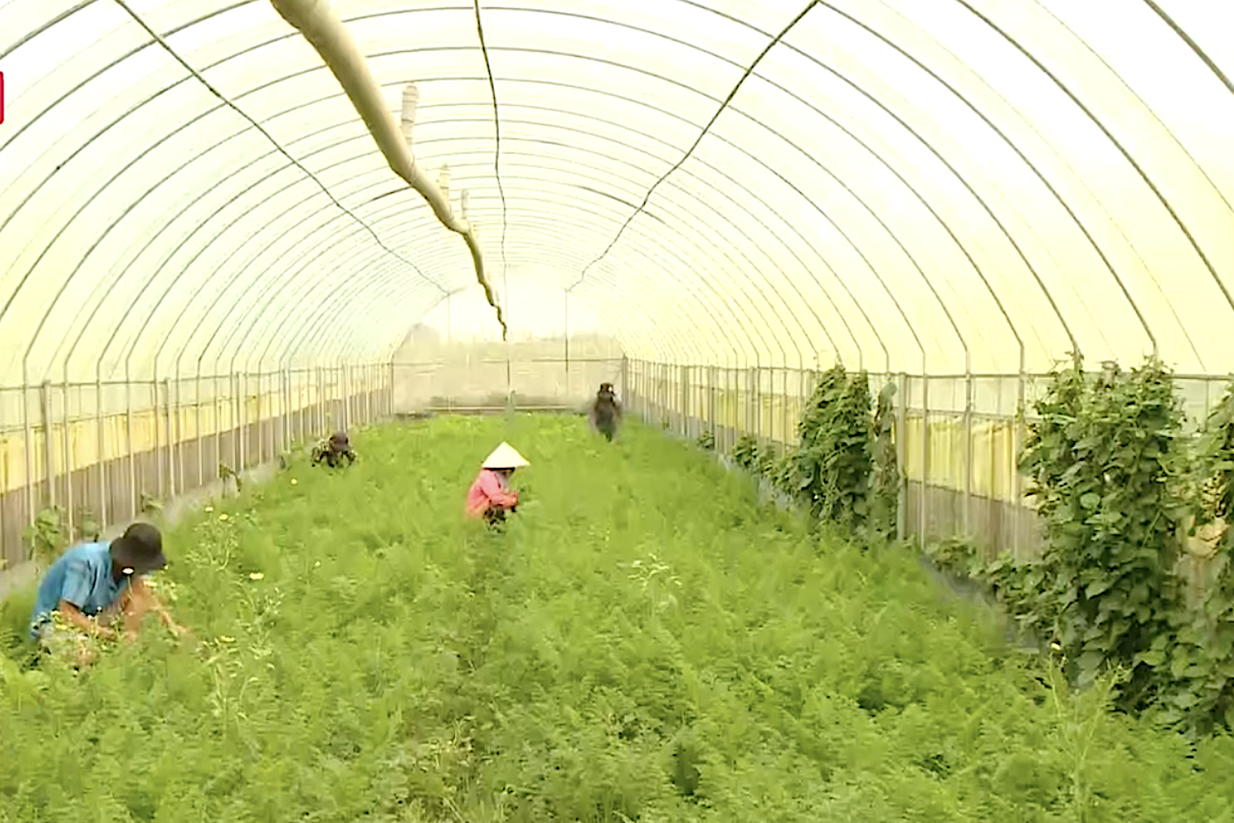 Hà Nội chú trọng thông tin truy xuất nguồn gốc nông sản