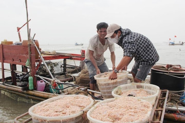 Khuyến khích đổi nghề đối với ngư dân Phú Yên khai thác ven bờ hiệu quả thấp