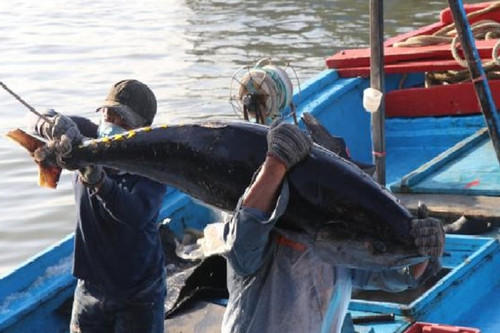 Phát huy lợi thế của nghề khai thác cá ngừ công nghệ cao tại Phú Yên