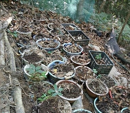More than 800 rare ginseng plants stolen in Kon Tum