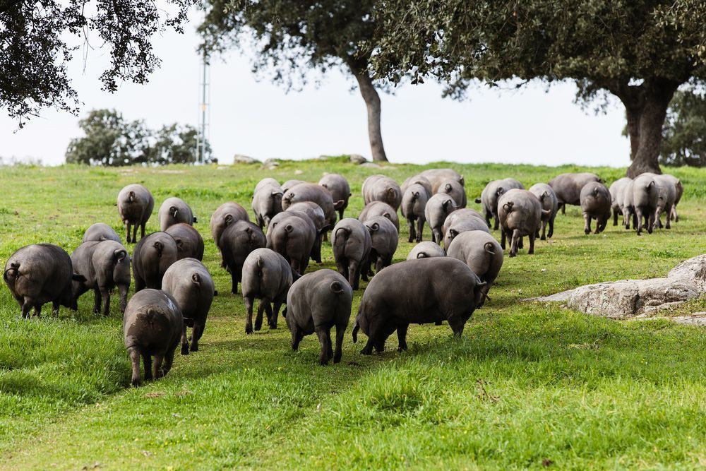 caracteristicas y origen del cerdo iberico.jpg caracteristicas y origen del cerdo iberico.jpg