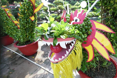 Chiêm ngưỡng cặp quất Bonsai rồng cuốn, rồng lượn bề thế 'siêu độc' ở Hà Nội