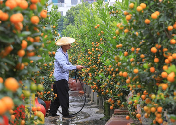 Kumquat village hectic as Tet approaches