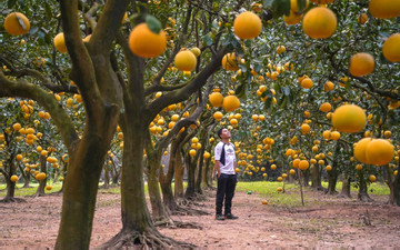 Vibrant yellow hue in pomelo orchard