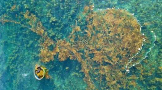 Vietnam targets 500,000 tonnes of seaweed yield by 2030 hinh anh 1