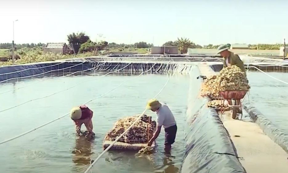 anh bai 4v chuan.jpg