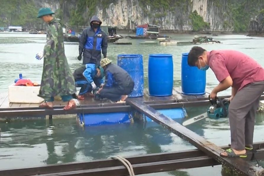 Cát Bà chuyển đổi mô hình nuôi trồng thuỷ sản, bảo vệ môi trường biển