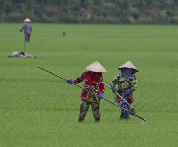 hinh anh 1 cần sự phối hợp giữa chính phủ, các cơ quan để phát triển dự án 1 triệu ha lúa