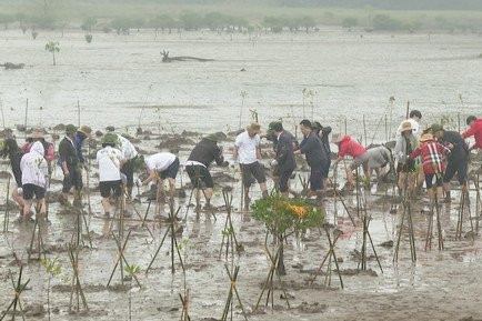 Ninh Bình nỗ lực phủ xanh rừng ngập mặn ứng phó với biến đổi khí hậu