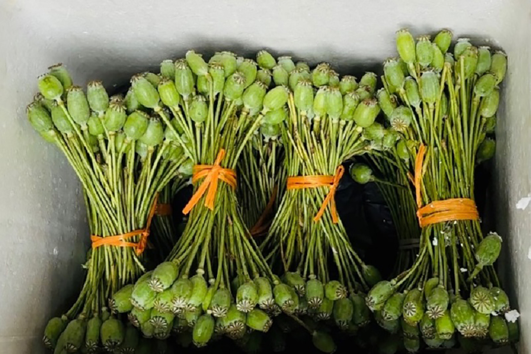 thuốc phiện.jpeg