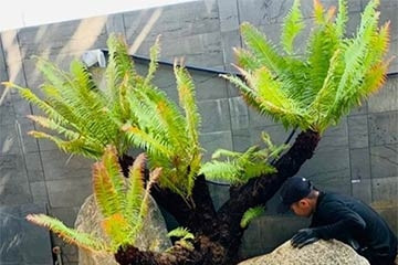 'Hô biến' cây dại mọc đầy đường thành bonsai giá tiền triệu, đắt khách dịp Tết