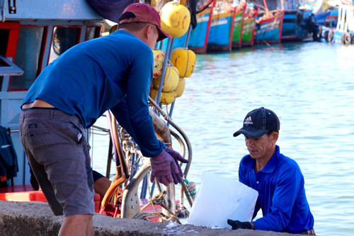 Ngư dân Bình Định đánh bắt xuyên Tết, hy vọng tàu đầy ắp cá