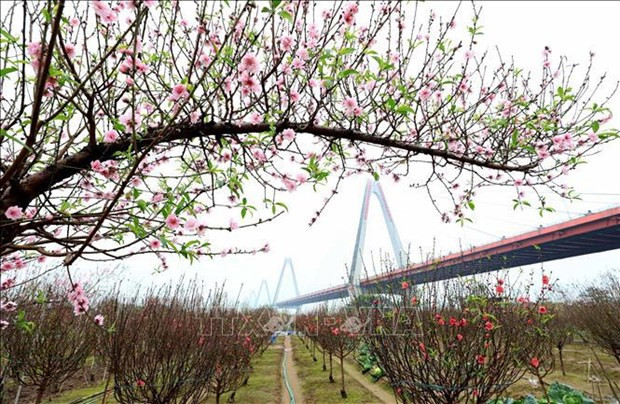 Popular ornamental plants in Vietnamese houses during Tet hinh anh 1