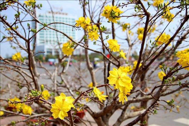 Popular ornamental plants in Vietnamese houses during Tet hinh anh 2