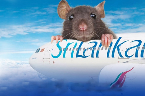 2 máy bay của hãng hàng không quốc gia 'đắp chiếu' 3 ngày vì có chuột