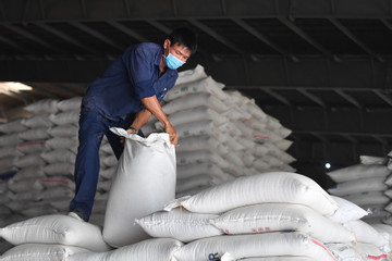 Gạo Việt Nam bị cạnh tranh khốc liệt ở các thị trường truyền thống