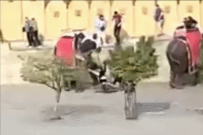 Hãi hùng cảnh voi điên cuồng tấn công nữ du khách tại điểm du lịch nổi tiếng