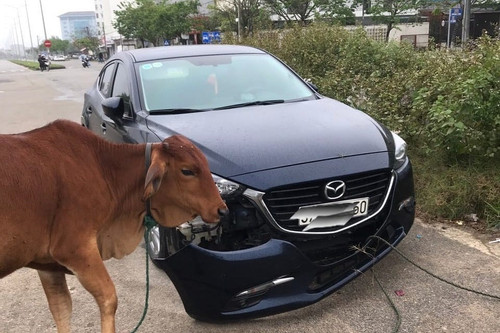 Bi hài chiếc Mazda3 đỗ ở đường vắng vẫn gặp phải 'oan gia' là... một chú bò