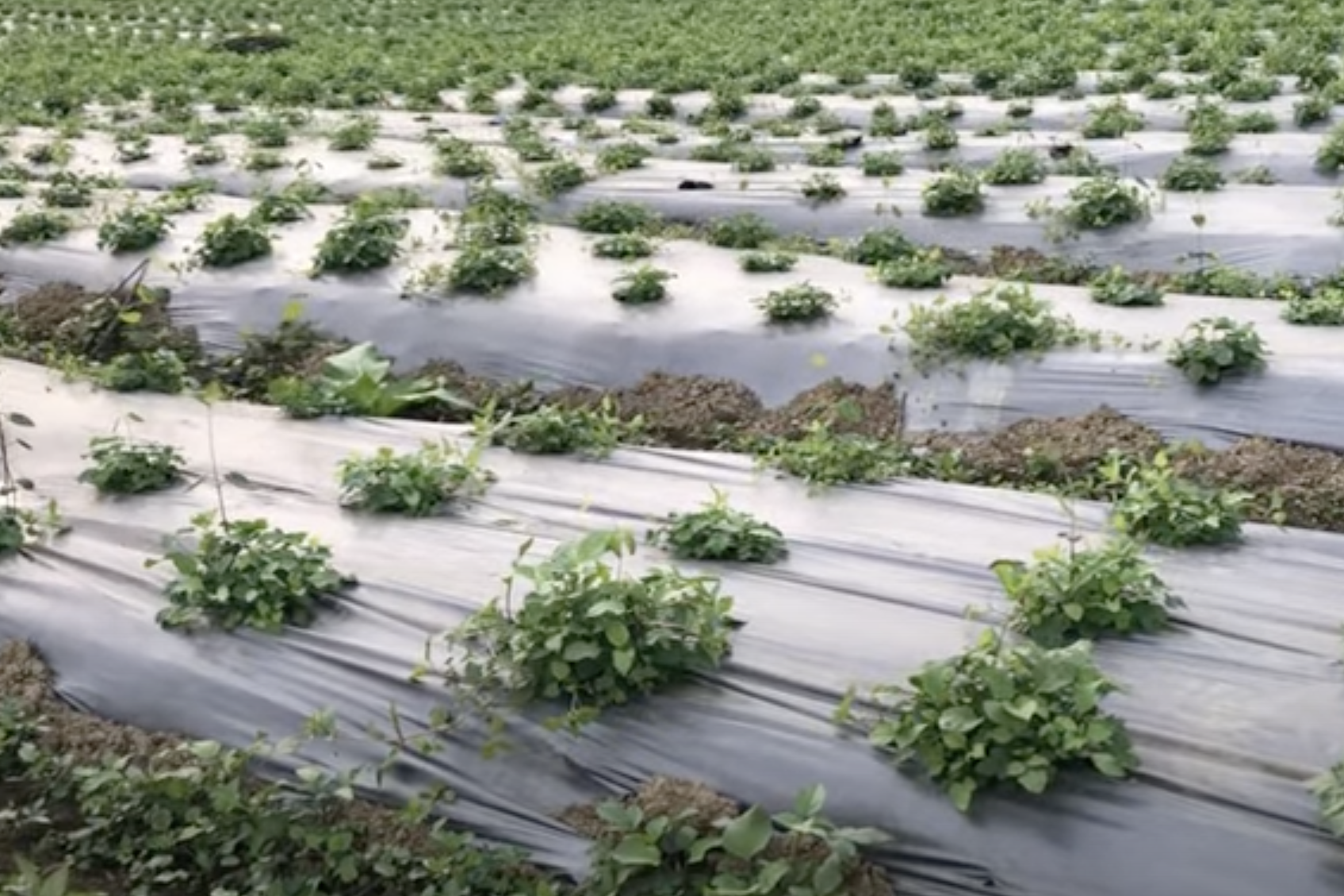 Đa dạng sinh kế giúp đồng bào dân tộc thiểu số ở Đăk Plô thoát nghèo