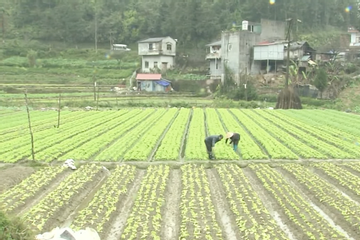 Thị xã Sa Pa chú trọng phát triển nông nghiệp ôn đới, du lịch và dịch vụ