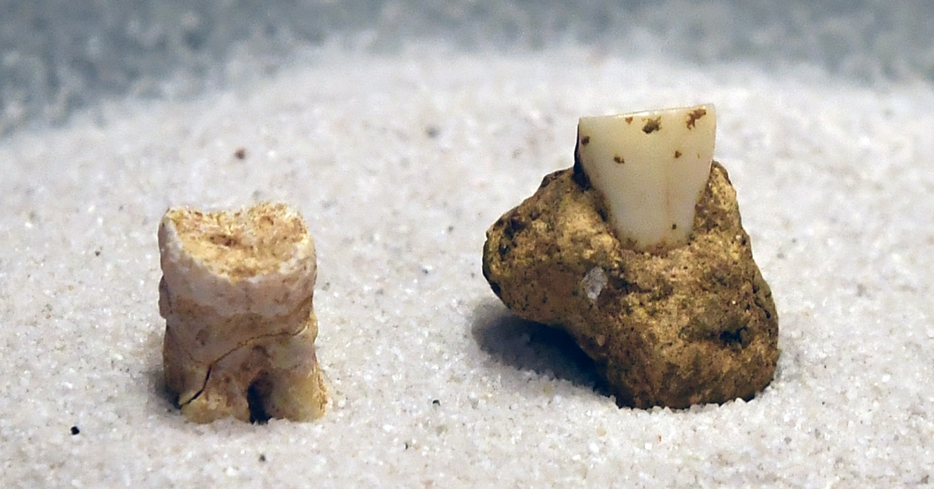 View - Răng người 40 nghìn tuổi, hòn đá 3 tỷ năm đã hóa thạch được trưng bày ở Hà Nội