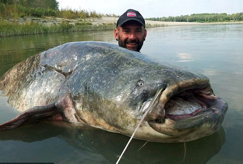 Cần thủ phấn khích câu được cá da trơn 120kg sau 1 giờ vật lộn trên sông