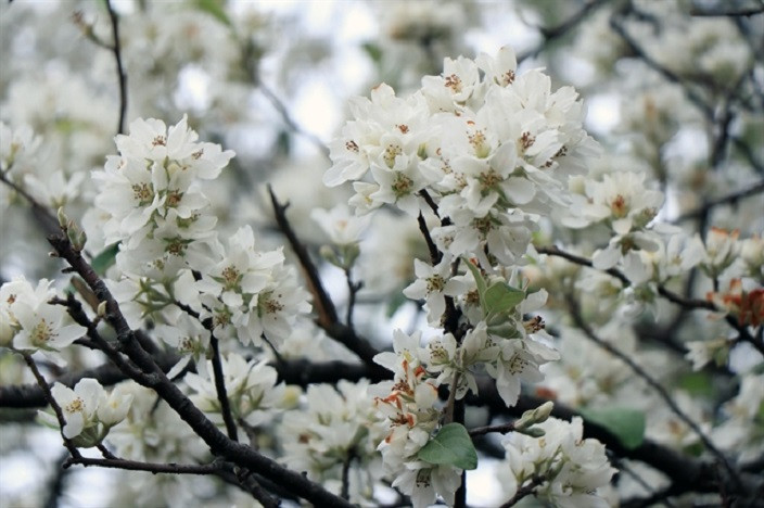 Son La Province acknowledged for having the largest assam apple forest