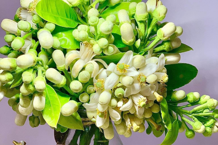 Tác Dụng Bất Ngờ Của Hoa Bưởi Đối Với Sức Khỏe Tác Dụng Bất Ngờ Của Hoa Bưởi Đối Với Sức Khỏe