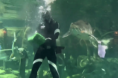 Thót tim cảnh thợ lặn bị 'thủy quái' tấn công vào đầu