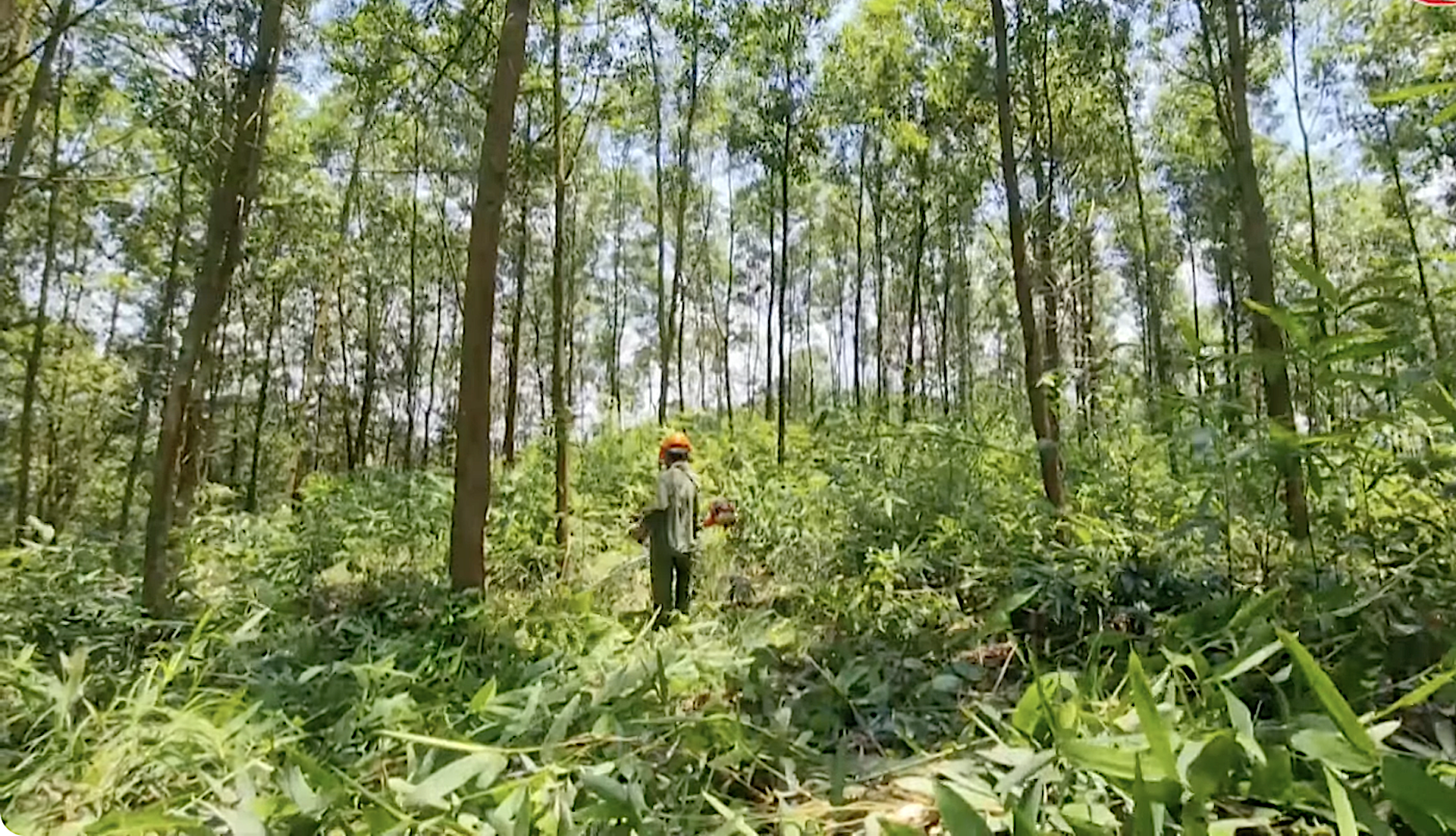 Nâng cao năng suất rừng trồng thâm canh cây keo, bạch đàn