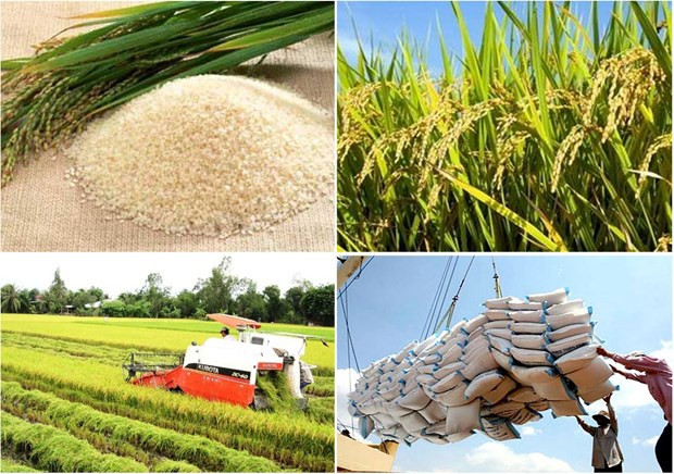 Rice sector needs stronger linkage chain hinh anh 1